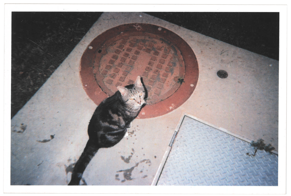 a photo of a little tabby cat sitting demurely on some concrete. the
      cat's eyes are friendly and it looks like it wounldn't mind if you gave
      it a pat